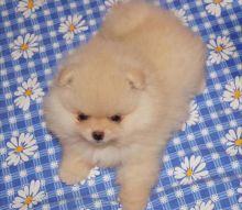 Cute Pomeranian Puppies