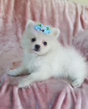 Gorgeous white Pomeranian Puppies