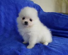 Little Paris Precious Pomeranian Puppy For Adoption