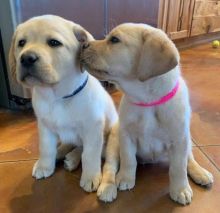 male and female labrador for new home