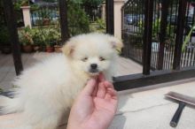 Nice and Healthy Pomeranian Puppies Available