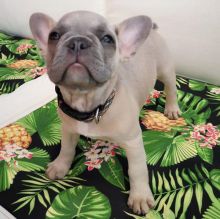 Nice Mini French Bulldog Puppies