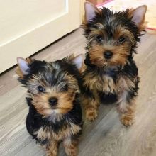 pretty yorkie puppies available