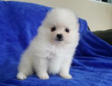 Priceless White Pomeranian Puppy For Adoption