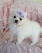 Pure White Pomeranian Ready for New Home