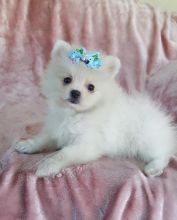 Registered Pomeranian Puppies For Re-Homing