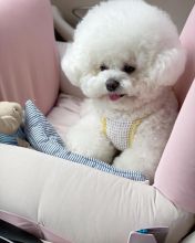 Snow white Bichon Frise Puppies available