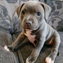 staffy puppies looking for new home