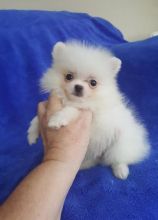 Super Adorable Pomeranian Puppies