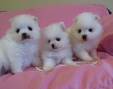 Two Pomeranian Puppies Needs a New Family