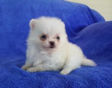 Very Tiny Teacup Pomeranian Puppies Now Available