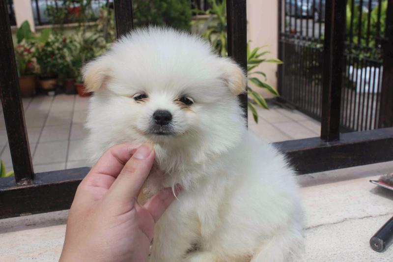 Beautiful Bear Face Micro Teacup Pomeranian Available! Image eClassifieds4u
