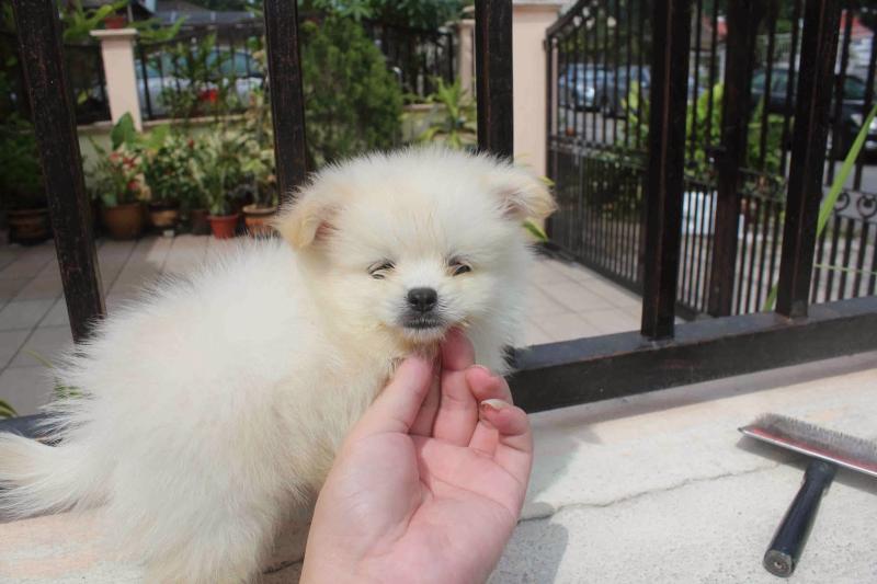Beautiful Bear Face Micro Teacup Pomeranian Available! Image eClassifieds4u