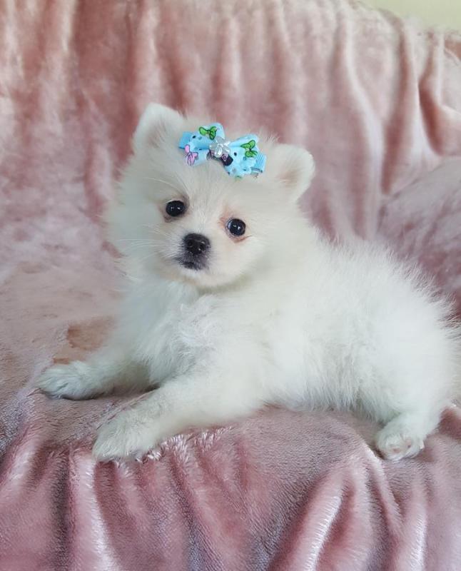 Beautiful Male and Female Pomeranian Puppies Image eClassifieds4u