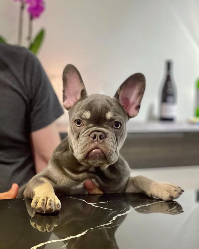 Charming Male and Female French Bulldog puppies for Sale Image eClassifieds4u