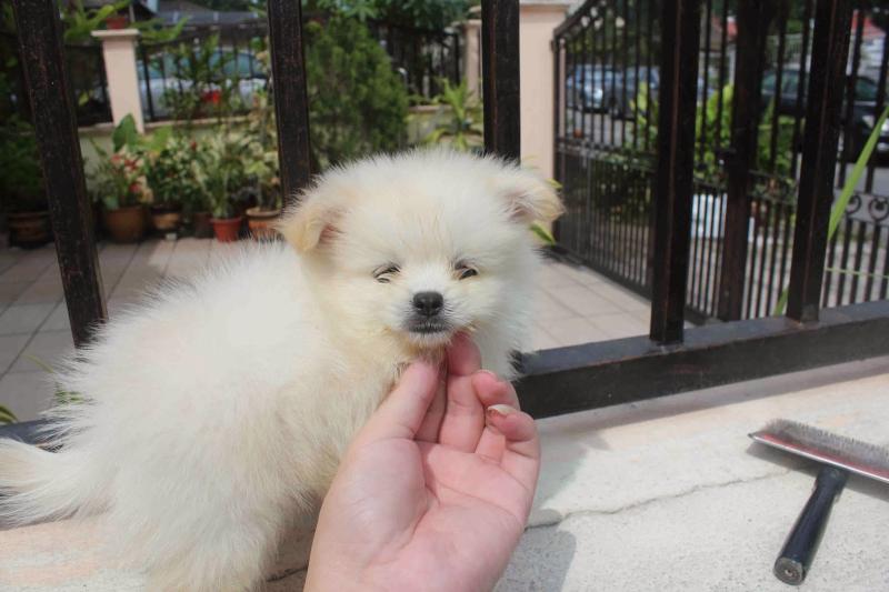 Intelligent Pomeranian Pups ** Adoption Image eClassifieds4u