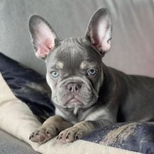 %100 Champion Bloodline French Bulldog Puppies Image eClassifieds4u 1