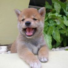 beautiful shiba inu pups available Image eClassifieds4u 1