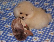 Cute Pomeranian Puppies Image eClassifieds4u 2