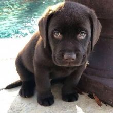 labrador retriever pups available Image eClassifieds4u 1