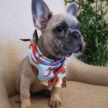 Nice Mini French Bulldog Puppies Image eClassifieds4u 2