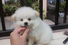 Pomeranian Puppies Image eClassifieds4u 1