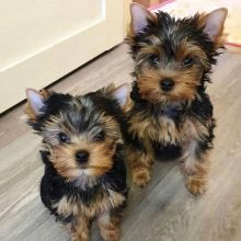 yorkie Puppies Looking For Their Forever Home Image eClassifieds4u 1