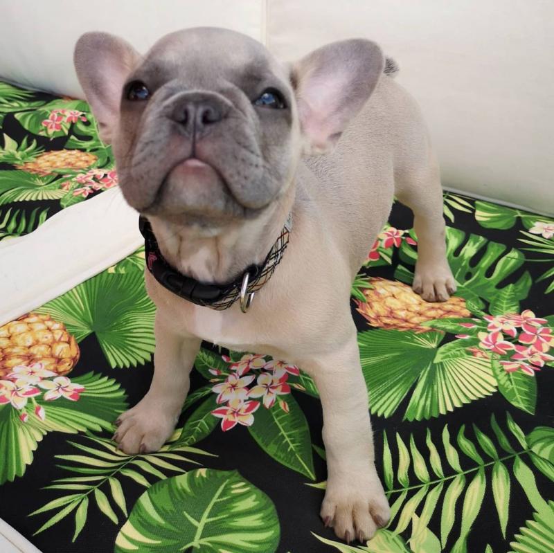 Nice Mini French Bulldog Puppies Image eClassifieds4u