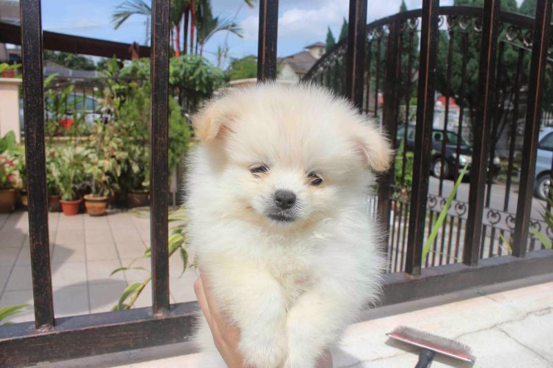 Purebred Tiny Pomeranian Puppies Image eClassifieds4u