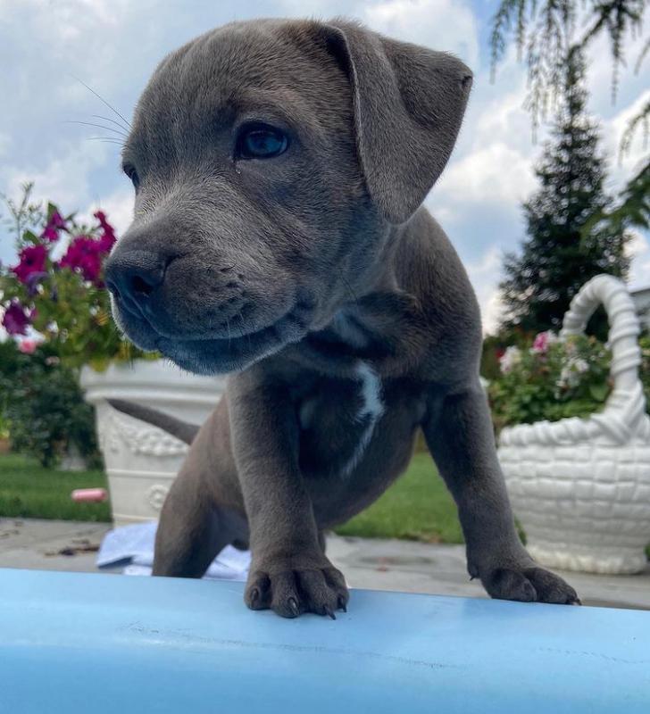 staffy Puppies Available 💕Delivery possible🌎 Image eClassifieds4u