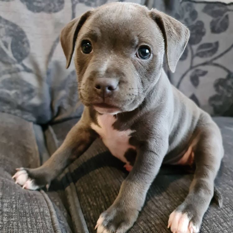 staffy puppies looking for new home Image eClassifieds4u