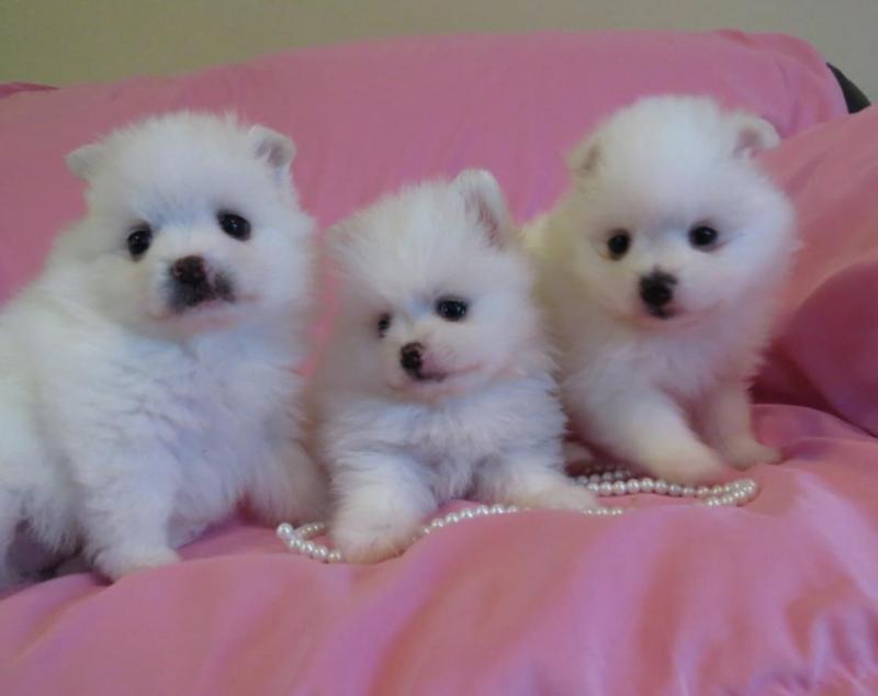 Two Pomeranian Puppies Needs a New Family Image eClassifieds4u