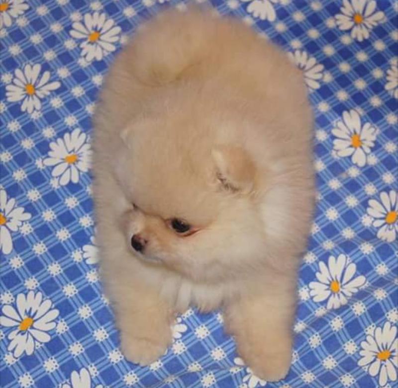 Very Sweet Charming Pomeranian Puppies Image eClassifieds4u