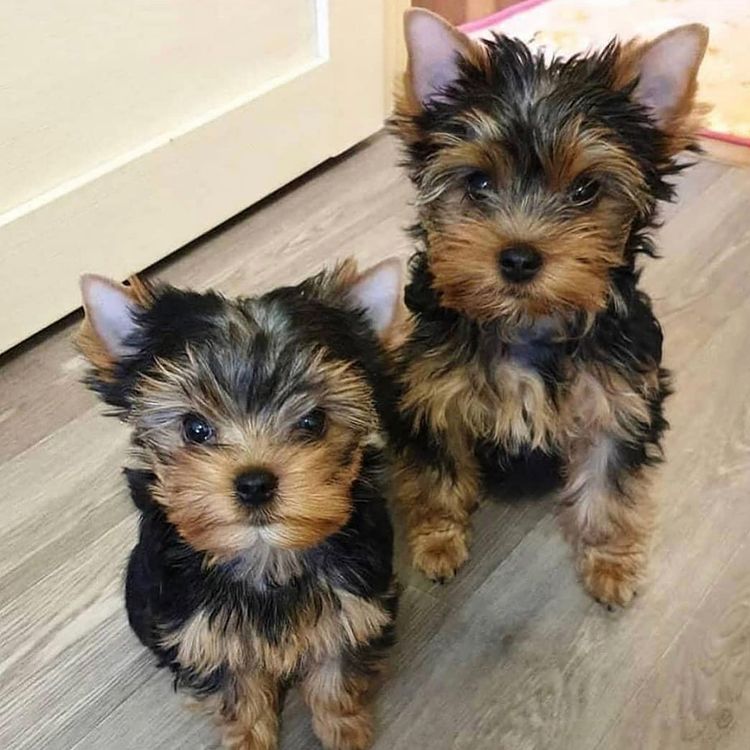 yorkie Puppies Looking For Their Forever Home Image eClassifieds4u
