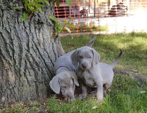 🟥🍁🟥 C.K.C WEIMARANER PUPPIES AVAILABLE 🟥🍁🟥 Image eClassifieds4u
