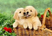 🟥🍁🟥 MALE AND FEMALE Golden Retriever PUPPIES 🟥🍁🟥