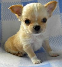 cute chihuahua puppies for adoption