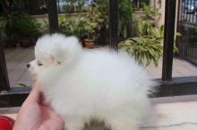 Cute Male and Female Pomeranian puppies