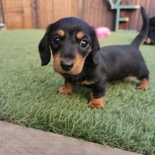 Dachshund Puppies For Adoption(smithpatience13@gmail.com)