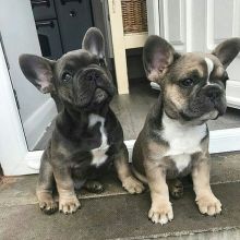 🟥🍁🟥 ADORABLE CANADIAN 💗🍀FRENCH BULLDOG🐕🐕PUPPIES 🟥🍁🟥