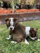 🟥🍁🟥 ADORABLE CANADIAN 💗🍀BOSTON TERRIER🐕🐕PUPPIES 🟥🍁🟥