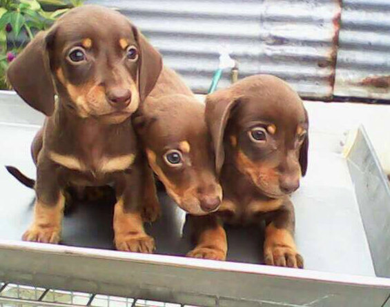 🟥🍁🟥 ADORABLE CANADIAN 💗🍀DACHUND🐕🐕PUPPIES 🟥🍁🟥 Image eClassifieds4u