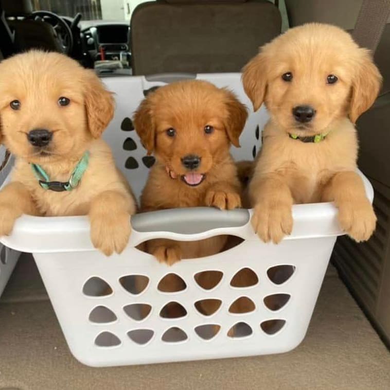 Golden Retriever puppies for adoption(stellajames1243@gmail.com) Image eClassifieds4u