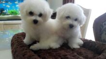 🟥🍁🟥 ADORABLE CANADIAN 💗🍀BICHON🐕🐕PUPPIES 🟥🍁🟥 Image eClassifieds4U