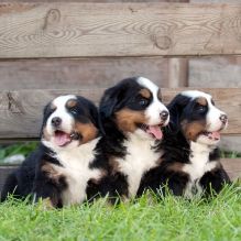 🟥🍁🟥 ADORABLE CANADIAN 💗🍀MINI BERNESE🐕🐕PUPPIES 🟥🍁🟥 Image eClassifieds4U
