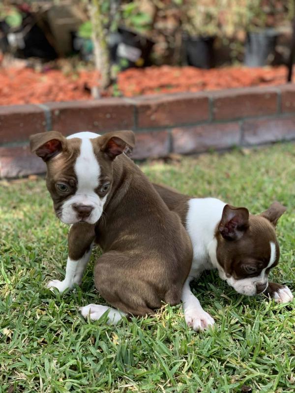 🟥🍁🟥 ADORABLE CANADIAN 💗🍀BOSTON TERRIER🐕🐕PUPPIES 🟥🍁🟥 Image eClassifieds4u