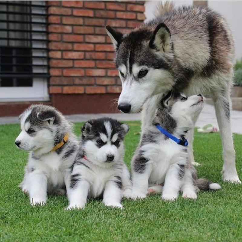 Siberian Husky puppies for adoption (elizabethjames11321@gmail.com) Image eClassifieds4u