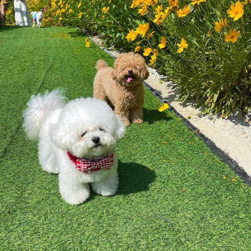 AMAZING BICHON FRISE PUPPIES (katielocke343@gmail.com) Image eClassifieds4u