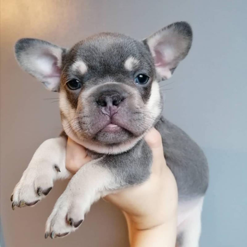 EXCEPTIONAL C.K.C FRENCH BULLDOG PUPPIES FOR ADOPTION(mendezphilip34@gmail.com) Image eClassifieds4u