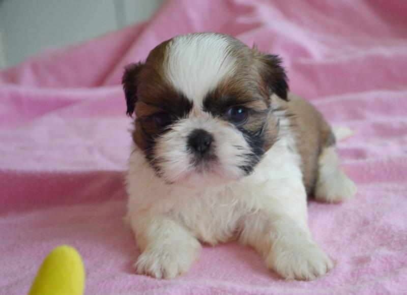 Shih Tzu puppies male and female for sale ready to go now Image eClassifieds4u